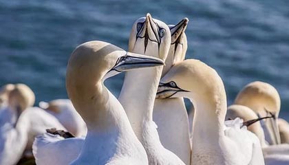 尤文在UFC中激动输给对手，约基奇赛后表情让人懵了