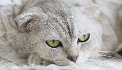 奥运会冷门揭秘:切尔西使用数据走势导致意外反转,詹姆斯被低估表现抢眼